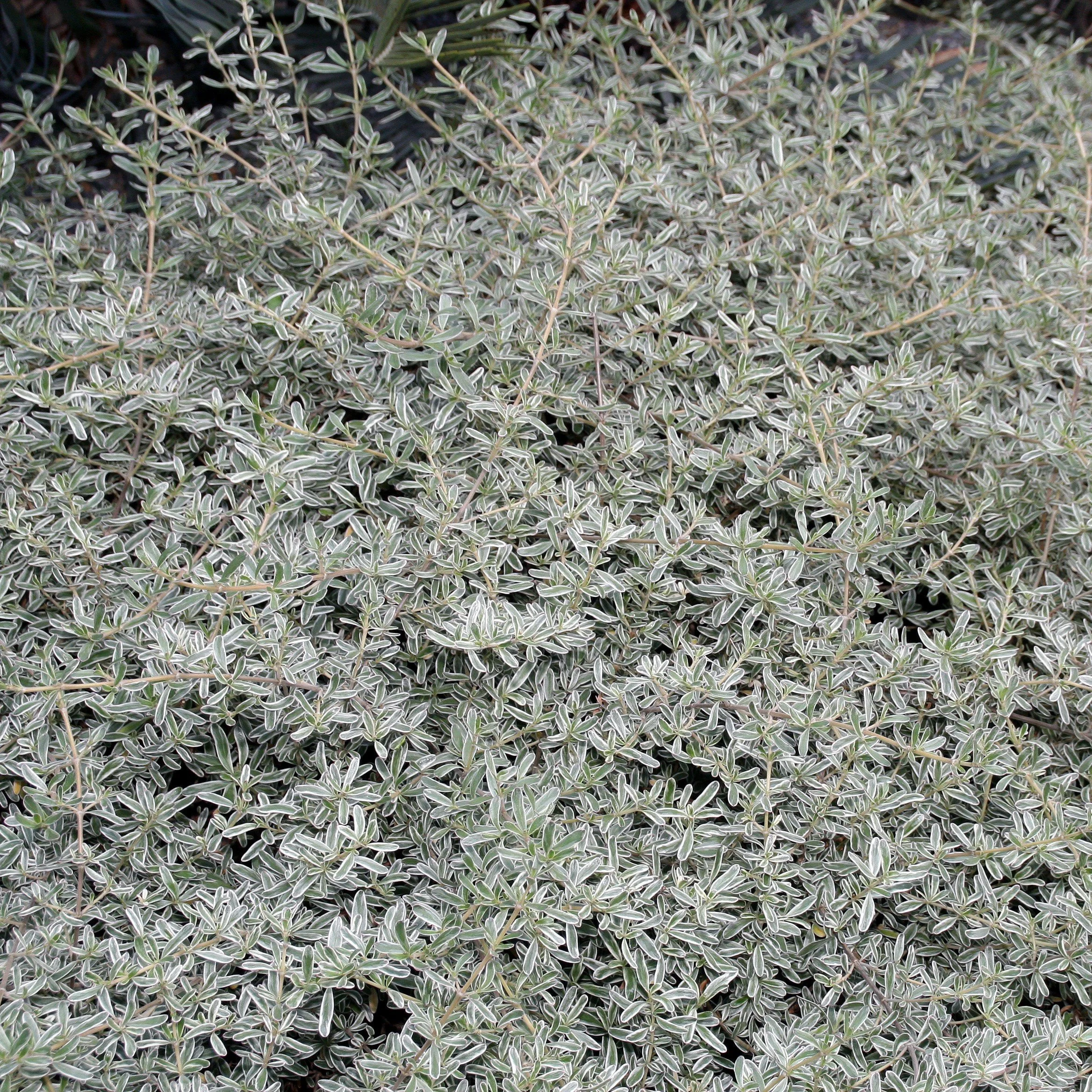 Creeping Mirror Plant — Wanderlust Nursery